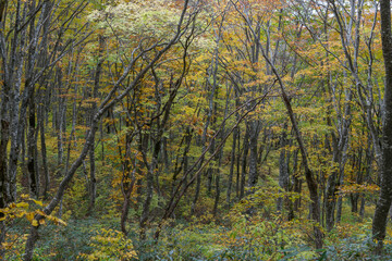 磐梯山の紅葉