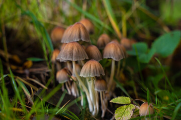 Mushrooms in a beautiful autumn forest with leaves. Autumn time in the forest. Ecotourism in a beautiful forest.