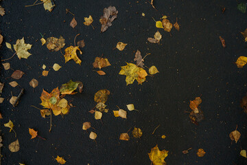 Autumn yellow leaves on wet asphalt