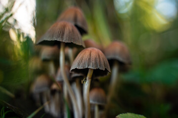 Mushrooms in a beautiful autumn forest with leaves. Autumn time in the forest. Ecotourism in a beautiful forest.