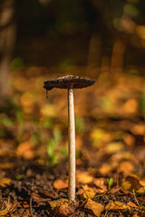 Mushrooms in a beautiful autumn forest with leaves. Autumn time in the forest. Ecotourism in a beautiful forest.