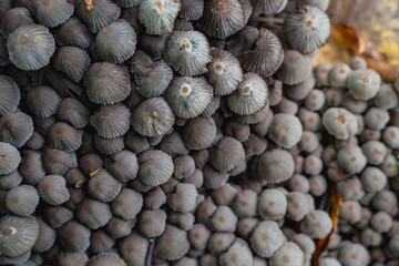 Mushrooms in a beautiful autumn forest with leaves. Autumn time in the forest. Ecotourism in a beautiful forest.