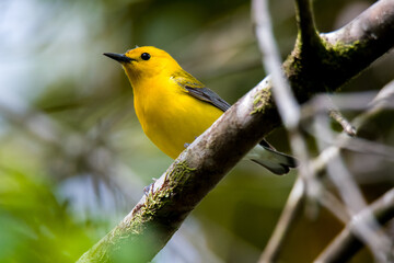prothonotary warbler