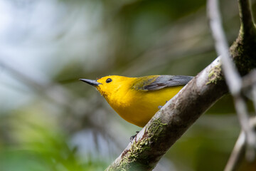 prothonotary warbler