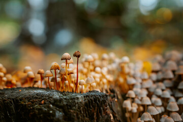 Mushrooms in a beautiful autumn forest with leaves. Autumn time in the forest. Ecotourism in a beautiful forest.