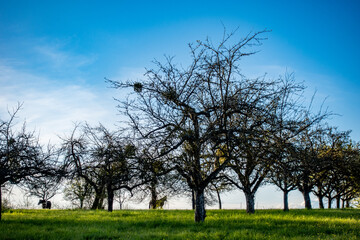 Pferde unter Bäumen 