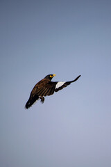 kite in flight