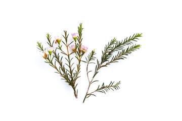 Pink white waxflower on white background.