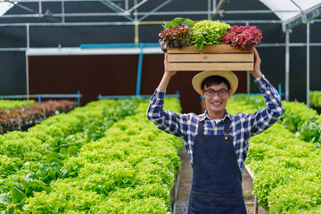 Male gardener putting wooden box of fresh salad vegetable hydroponic on head in hydroponics garden