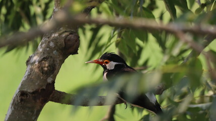 Fototapeta premium Asian Pied Starling sitting on branch of a tree