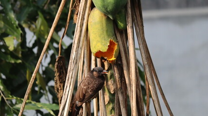bird eating papaya  