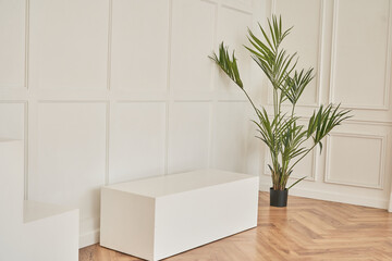 Empty white podium with palm tree on a white background, a mock-up for a product presentation. Minimal concept. High quality photo