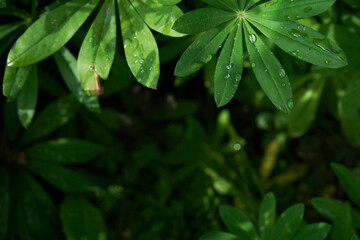 Lupin leaves, close-up, water droplets in sunlight, green natural background with copy space. High quality photo