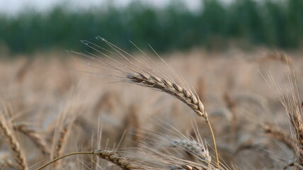 ears of wheat in field