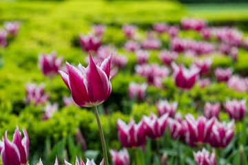Tulips in Istanbul, Turkey. Beautiful colorful tulips in garden. Tulips background.