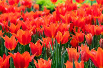 Tulips in Istanbul, Turkey. Beautiful colorful tulips in garden. Tulips background.