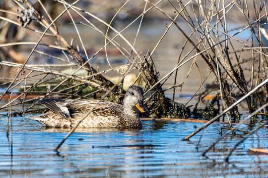 A female gadwall duck (Mareca strepera), swimming in a wetland near Culver, Indiana
