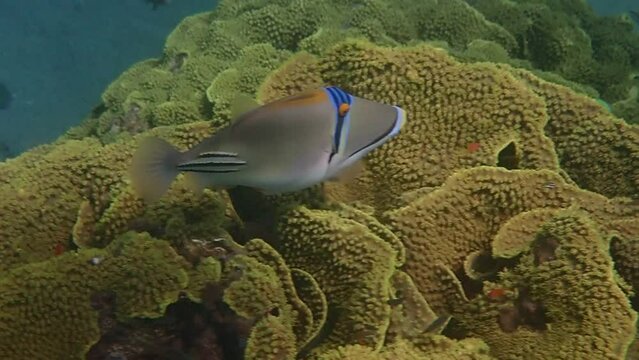 Exotic coral fish -  Picasso trigger-fish, scientific name is Rhinecanthus assasi, from the family Balistidae, both inhabit Red Sea, Middle East