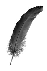 black goose feather on a white isolated background