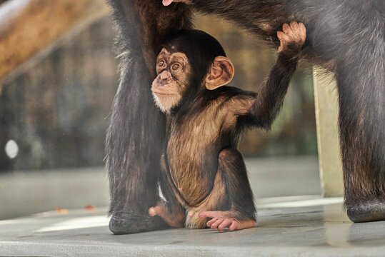 Cute Baby Chimpanzee Holding Mother Leg In The Zoo