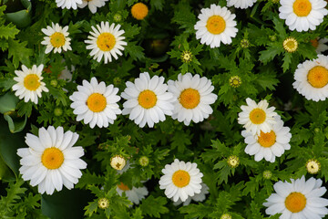 Daisy, Chamomile Flower. Beautiful daisy background.