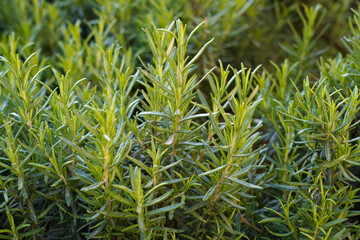 Obraz premium close up of rosemary branchs