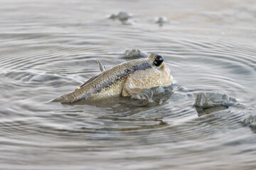 Mudskipper crawls in shallow water on shore, Thailand