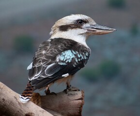 The Laughing Kookabura in action at the Ocean Park in the City of Hong Kong, HONG KONG SAR