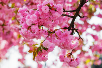 cherry tree in full blossom. romantic springtime background