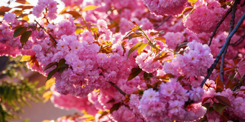 pink background of cherry blossom. spring nature background