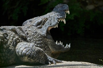 Fototapeta premium Nile crocodile opening his huge mouth on the sand wth sunlight