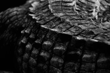 Keuken spatwand met foto Closeup detail of a crocodile animal detail skin © Flo52/Wirestock Creators