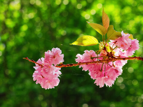 branches of pink blossoming cherry. fresh nature background on a sunny day