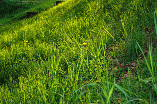closeup of grass in the park. floral background in summer