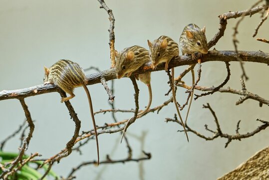 Grup of Barbary striped grass mouses sitting on a tree branch in the zoo