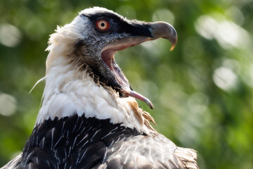 Bartgeier im  Tierpark Berlin