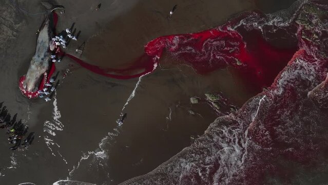 Dead Sperm  Whale near  Bali coastline