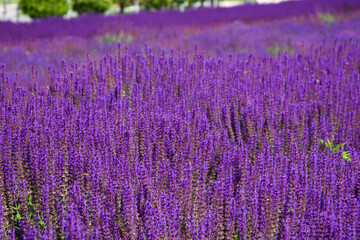 Sunny summer. Beautiful field with flowers.