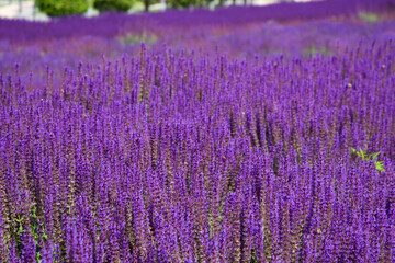 Obraz premium Sunny summer. Beautiful field with flowers.