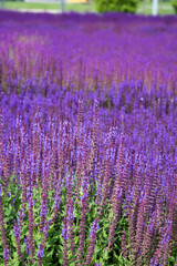 Naklejka premium Sunny summer. Beautiful field with flowers.