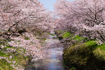 丹波市黒井川の桜堤