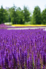 Naklejka premium Sunny summer. Beautiful field with flowers.