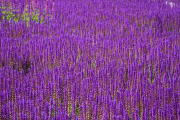 Sunny summer. Beautiful field with flowers.