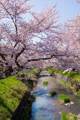 丹波市黒井川の桜堤
