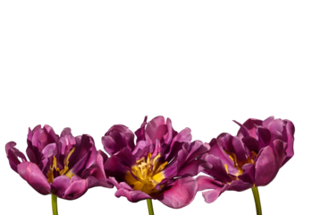 Three tulip flowers isolated on white background. Blooming tulips close-up, design element.