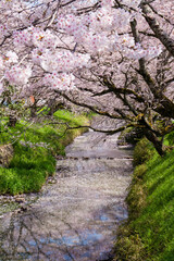 丹波市黒井川の桜堤