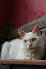 white cat with a thin body