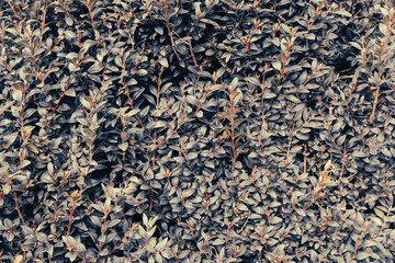 Retro nature background. Spring bush lush foliage, vintage style