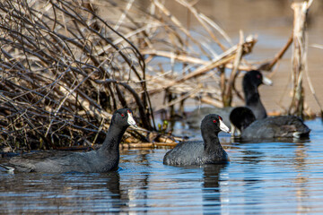 American coots (Fulica americana), swimming in a wetland near Culver, Indiana