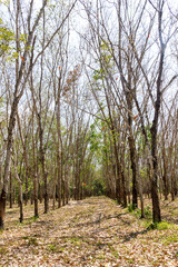 Rubber trees